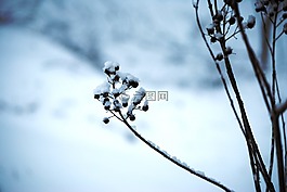 雪,冰,植物