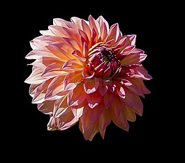 花,喇叭花,自然