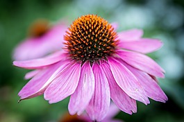菊,花,開花