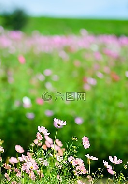 景觀,植物,鮮花