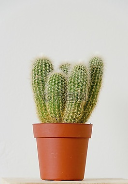 仙人掌,植物,自然