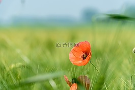 罌粟,綠色,罌粟花