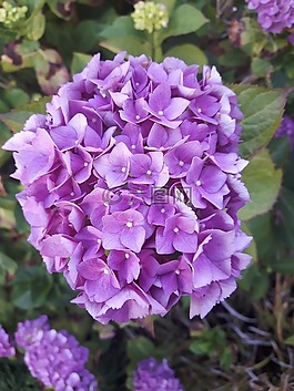 八仙花,开花,布什
