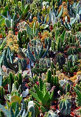 仙人掌,sokkulenten,绿色的植物