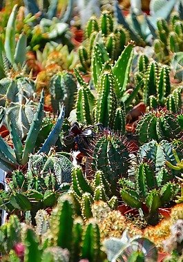仙人掌,sokkulenten,绿色的植物