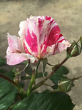 玫瑰,盛開,開花