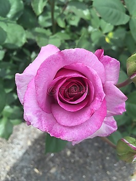 玫瑰,盛開,開花