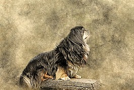 狗,動物,西藏獵犬