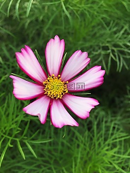 宇宙,秋季,鮮花
