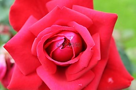 紅色,玫瑰,花