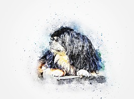 狗,西藏獵犬,寵物