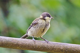 山雀,鳥,鳴鳥