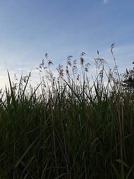 草,天空,性質(zhì)