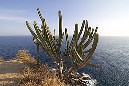 仙人掌,海洋,太平洋