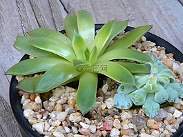 aeonium,植物,多肉植物