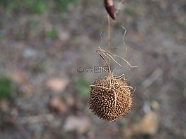 樹,種子,異國情調(diào)