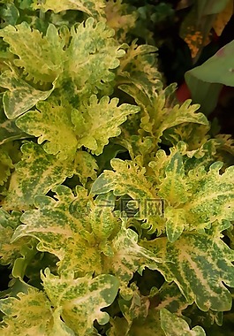 黃色,植物,自然