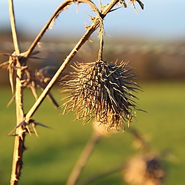 薊,性質(zhì),開花