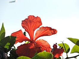 花,鮮花,網(wǎng)絡(luò)