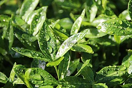 水,雨滴,葉子