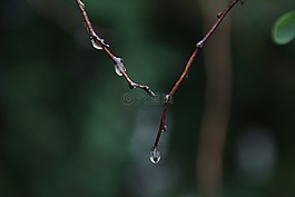 雨滴,露水,審美