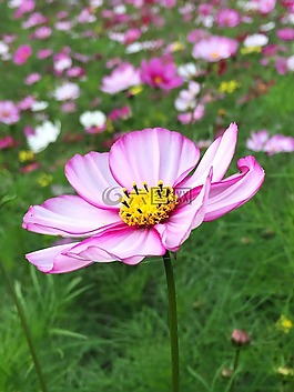 宇宙,秋季,鮮花