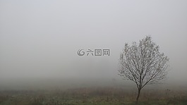 霧,秋季,樹