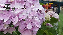 小菊,夏季花卉,鮮花