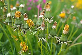 蒲公英,盛開(kāi),花序