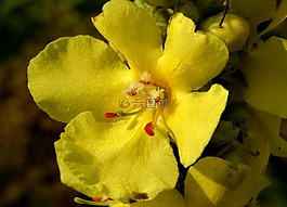 開(kāi)花,花,黃色