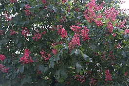 紅七葉樹,花序,板栗樹
