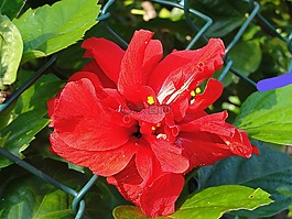 双芙蓉,花,红色