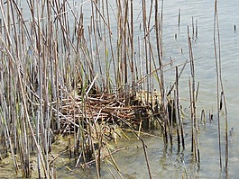 鳥巢,大鳳頭只鹓,蘆葦