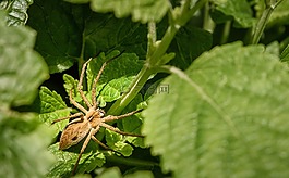 蜘蛛,昆蟲,節(jié)肢動物