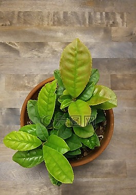 植物,茶,花盆