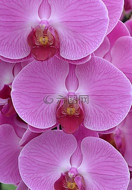 蘭花,花,粉紅色
