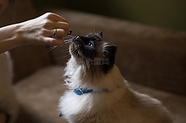 沙發(fā),貓,動物