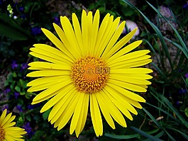 黄色的菊花,春天的花朵,花园