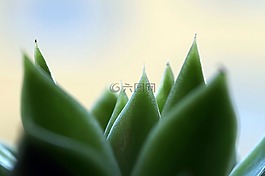 植物,葉,kaktusowate