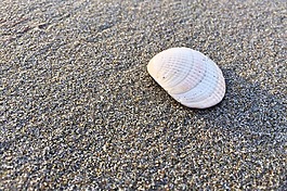 外殼,海灘,沙