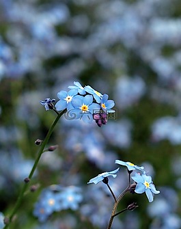 花,自然,植物區(qū)系