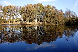 池塘,水,湖