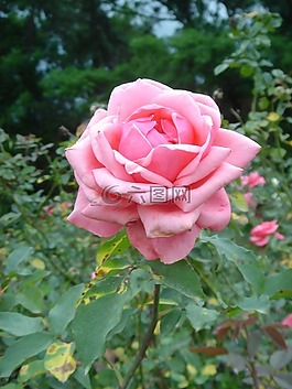 羅莎,花卉,植物