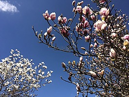 玉蘭,春天,花樹