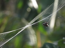 昆蟲,蜘蛛,編織