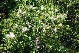 矮灌木,阿尔卑斯山牧场,高山植物