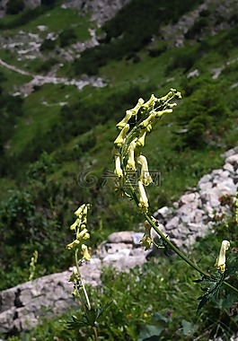狼，eisenhut,开花,厂
