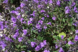 acinos鲑,花,开花