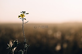 花,植物,自然