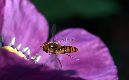 昆蟲,自然,蜜蜂